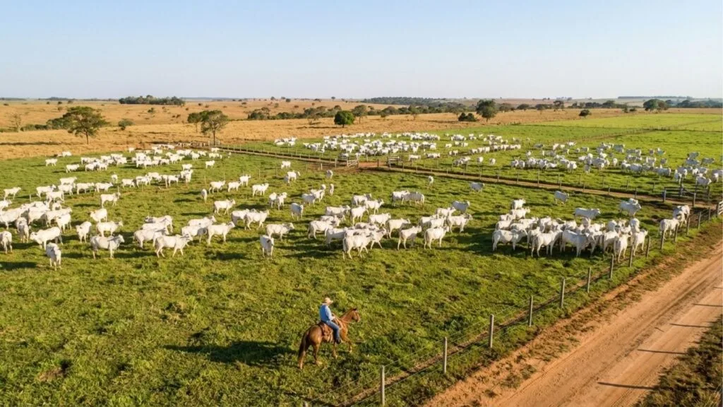 Uma vista aérea panorâmica de uma fazenda de gado sob um céu azul claro. No centro e à direita, centenas de cabeças de gado Nelore branco pastam e se movem em um grande piquete de grama verde vibrante. Em primeiro plano, um vaqueiro montado em um cavalo marrom segue por uma trilha de terra paralela a uma cerca de arame e postes de madeira. No fundo, a paisagem se estende com áreas de pastagem verde e seca, intercaladas por árvores dispersas.