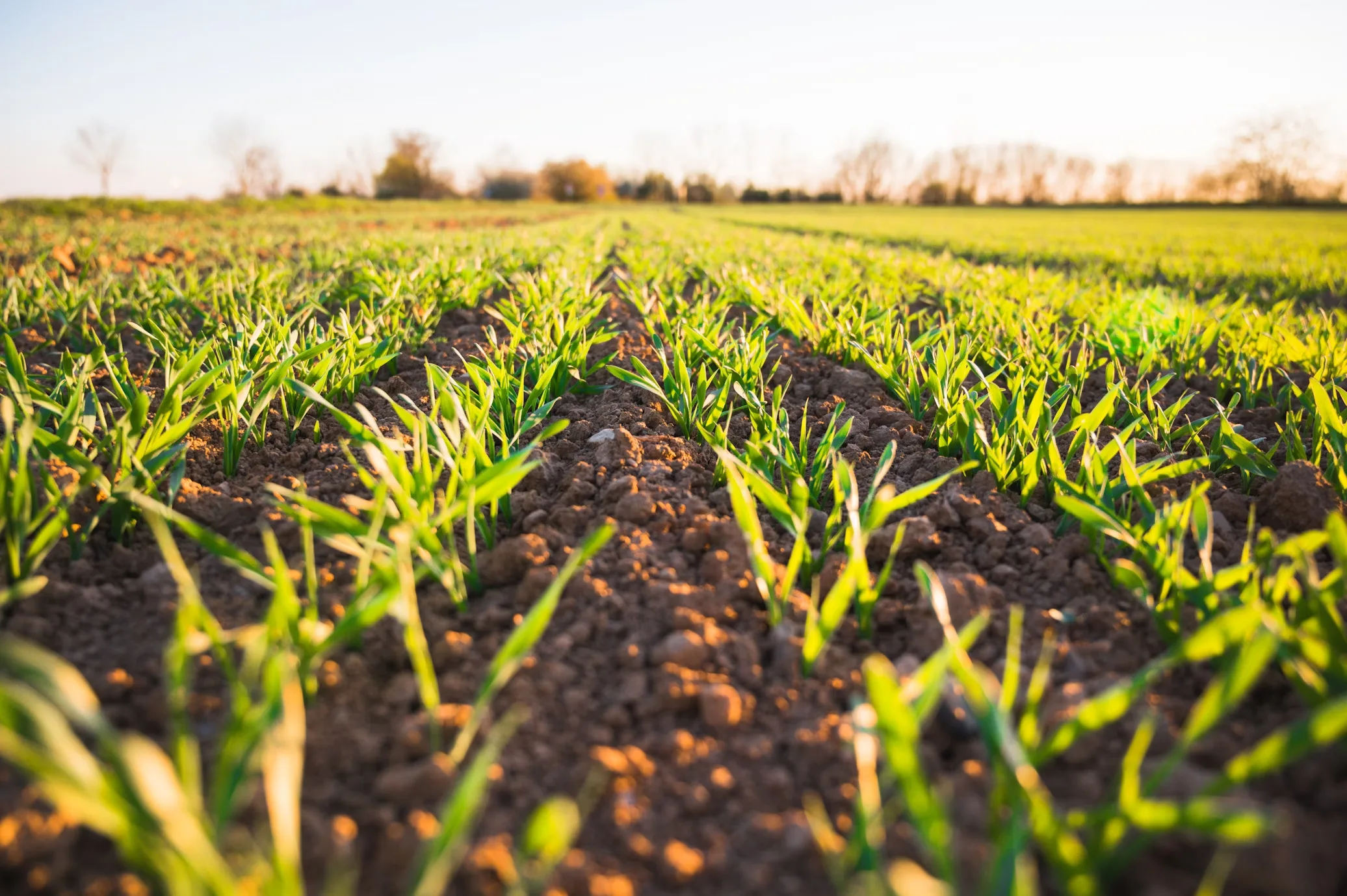 Do Solo ao Lucro: Como Funciona a Agricultura Regenerativa